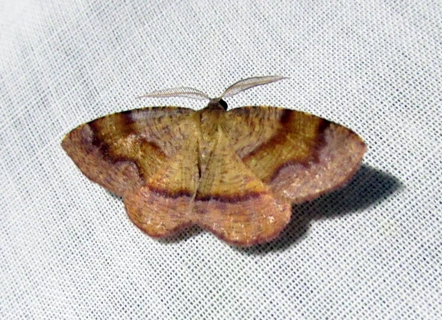 Plagodis pulveraria - szemcsés araszoló