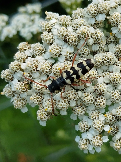 Echinocerus floralis - lucerna-darázscincér