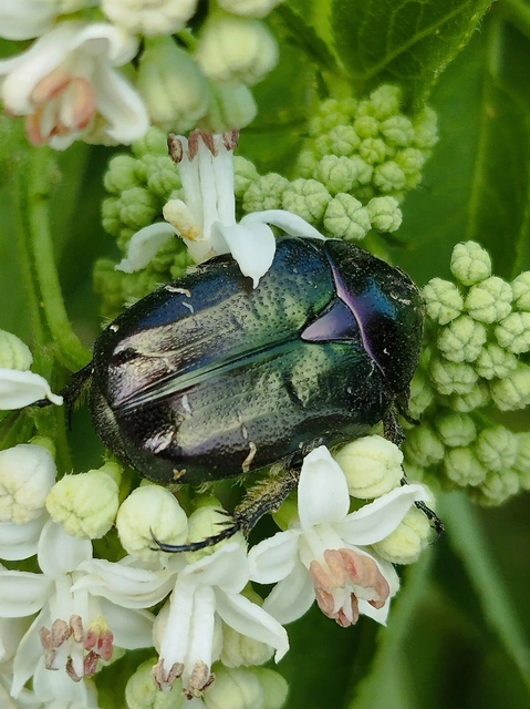 Cetonia aurata - aranyos virágbogár