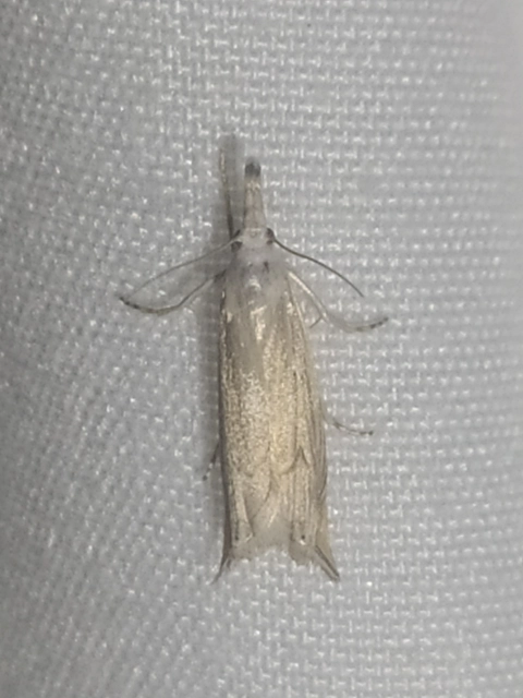 Metacrambus carectellus - homoki fűgyökérmoly