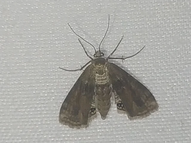 Cataclysta lemnata - békalencsemoly