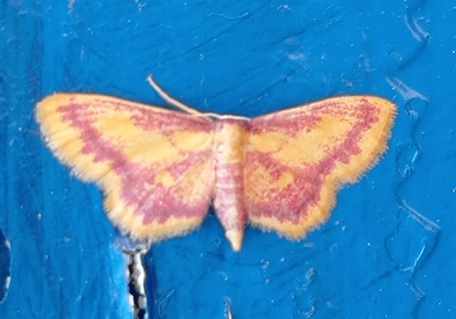 Idaea muricata - mocsári pirosaraszoló