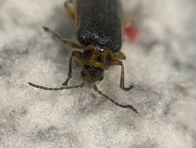 Galerucella nymphaeae - tavirózsa olajosbogár