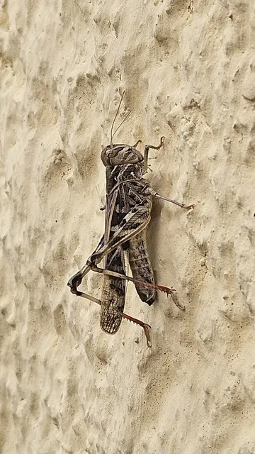 Oedaleus decorus - szalagos sáska