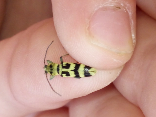 Chlorophorus varius - díszes darázscincér