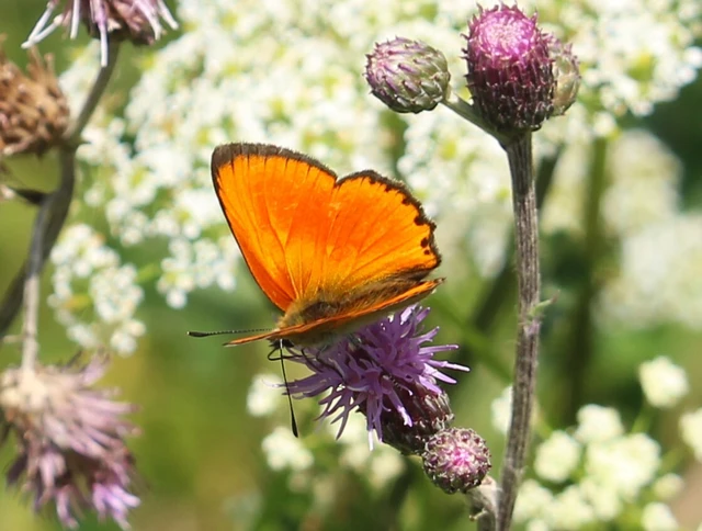 Lycaena virgaureae - arany-tűzlepke