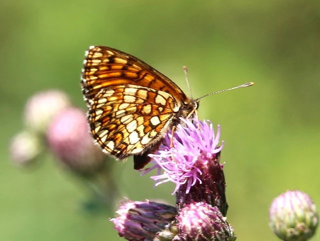 Melitaea diamina - kockás tarkalepke