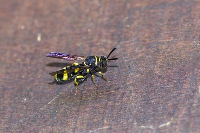 Leucospis dorsigera