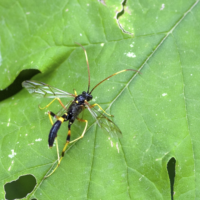 Acroricnus seductor