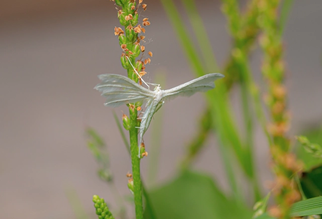 Pterophorus pentadactyla - fehér tollasmoly