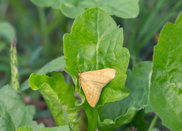 Sitochroa verticalis - világossárga dudvamoly