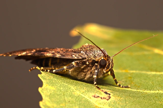 Amphipyra berbera/pyramidea