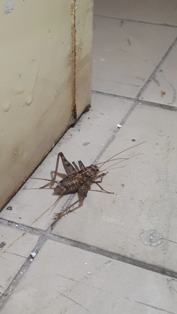 Gryllomorpha dalmatina