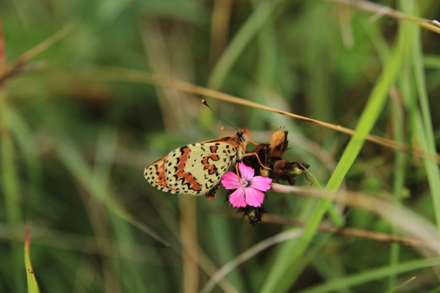 Melitaea didyma - tüzes tarkalepke
