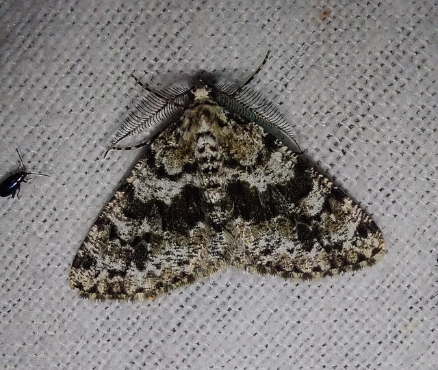 bükkfaaraszoló - Fagivorina arenaria