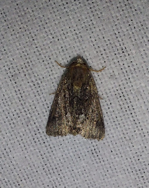 kormos dudvabagoly - Oligia strigilis