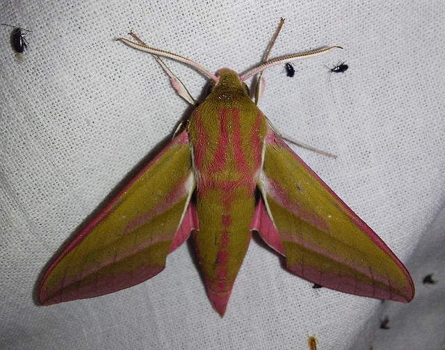 Deilephila elpenor - szőlőszender
