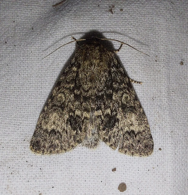 Acronicta megacephala - nagyfejű szigonyosbagoly
