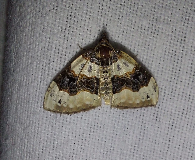 szemes galajaraszoló - Cosmorhoe ocellata