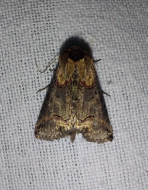 Abrostola triplasia - közönséges csalánbagoly