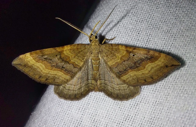 libatop-araszoló - Scotopteryx chenopodiata