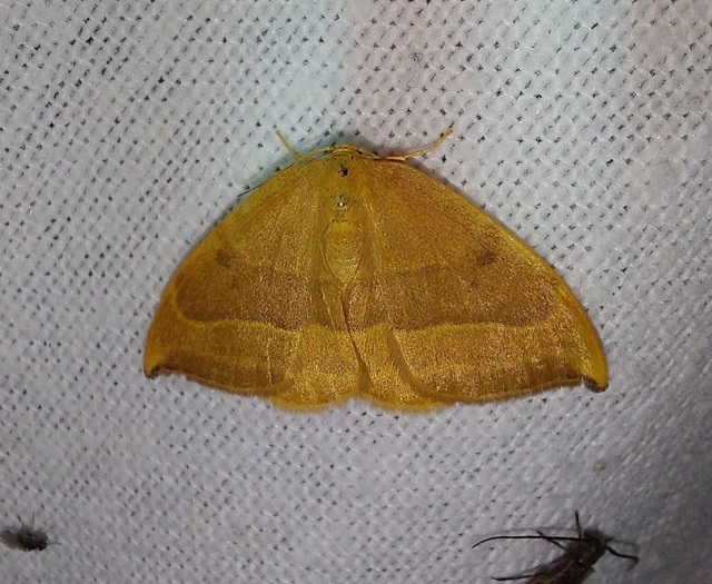 bükkfa-sarlósszövő - Watsonalla cultraria