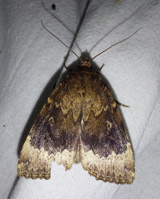 hegyi fahéjszínűbagoly - Amphipyra perflua