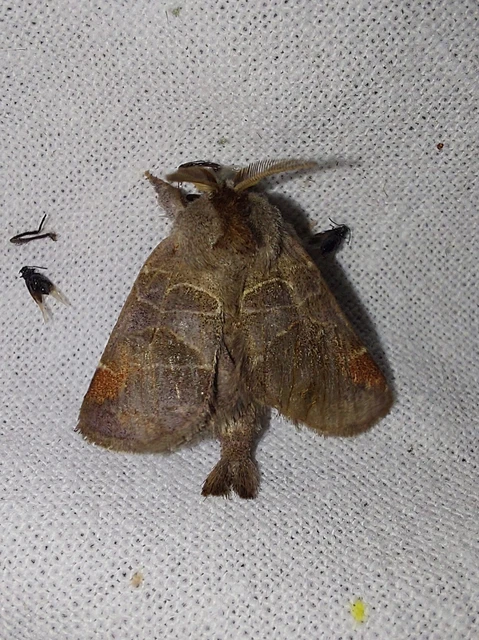 apró levélszövő - Clostera pigra