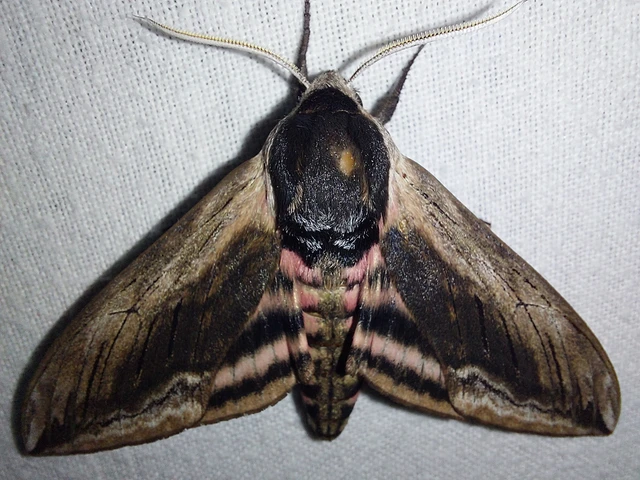 Sphinx ligustri - fagyalszender