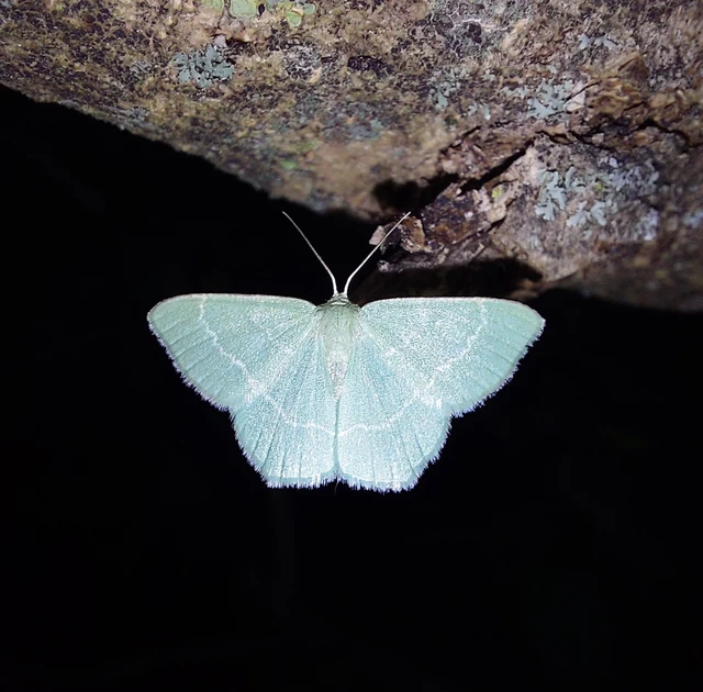 Chlorissa viridata/cloraria