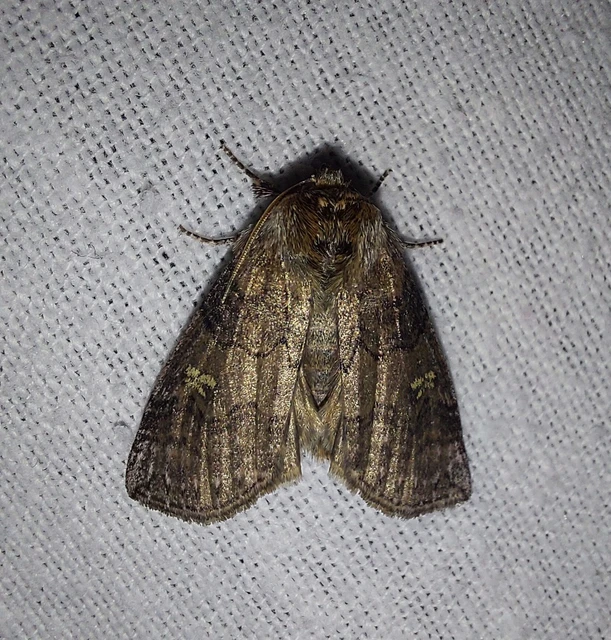 Tethea or - bélyeges pihésszövő