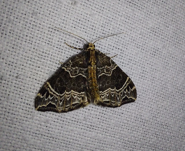 Ecliptopera silaceata - barna tarkaaraszoló