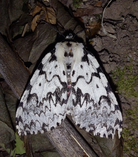 Lymantria monacha - apácalepke