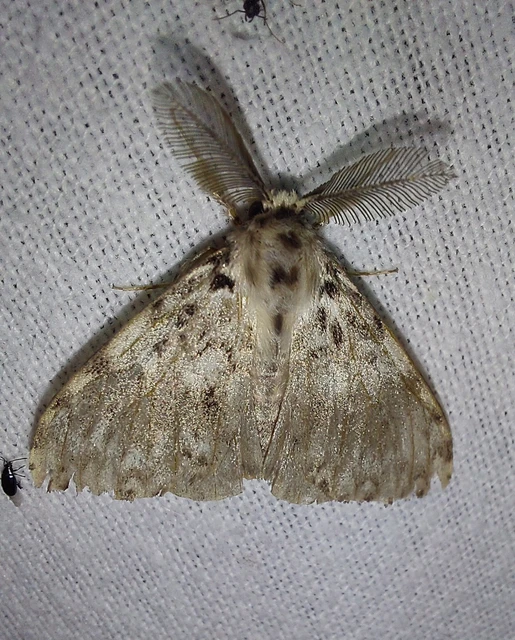 Lymantria monacha - apácalepke