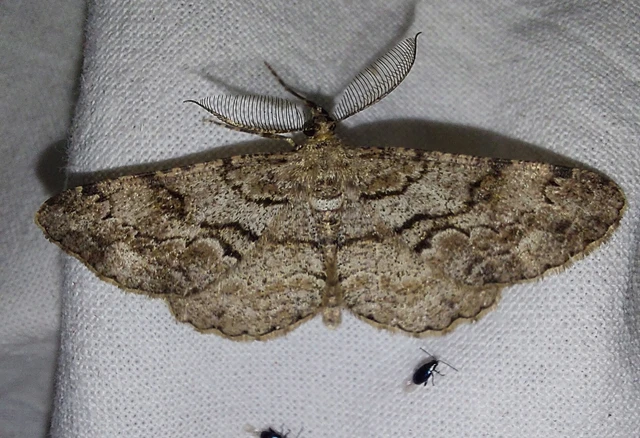 Peribatodes secundaria - fenyő-faaraszoló