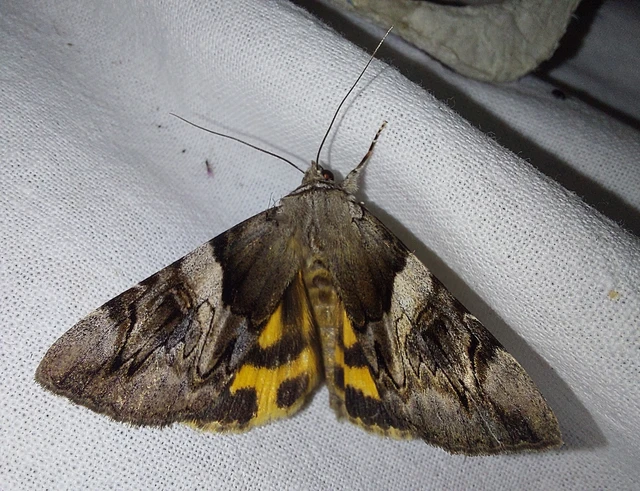 Catocala fulminea - galagonya-övesbagoly