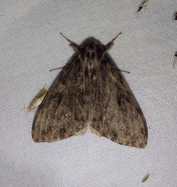 Lymantria monacha - apácalepke