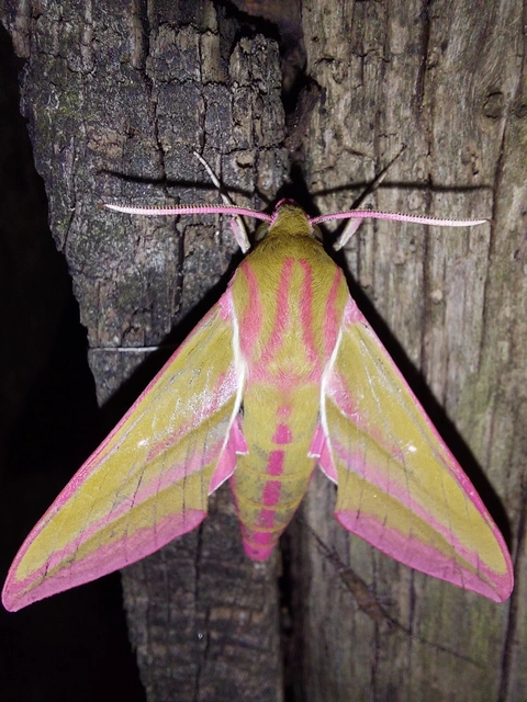 Deilephila elpenor - szőlőszender