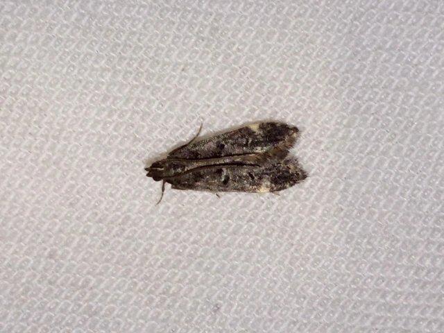 Dichomeris alacella - zuzmórágó sarlósmoly