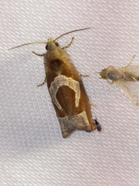 Epiblema foenella - kampósfoltú tükrösmoly