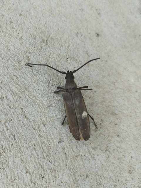 Aegosoma scabricorne - diófacincér