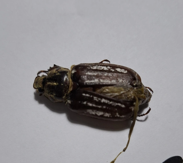 Anoxia orientalis - keleti cserebogár
