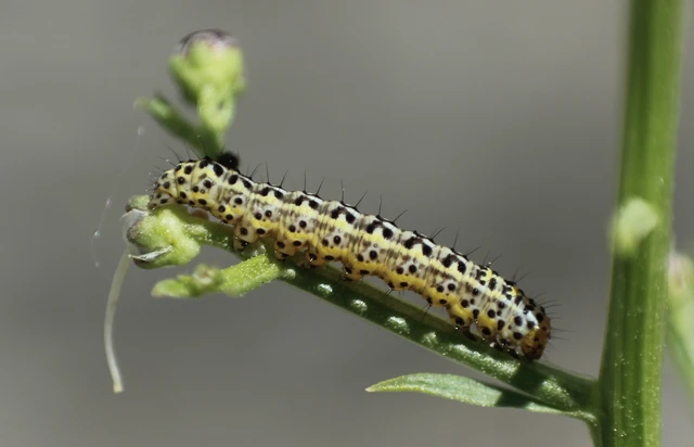 Cucullia blattariae