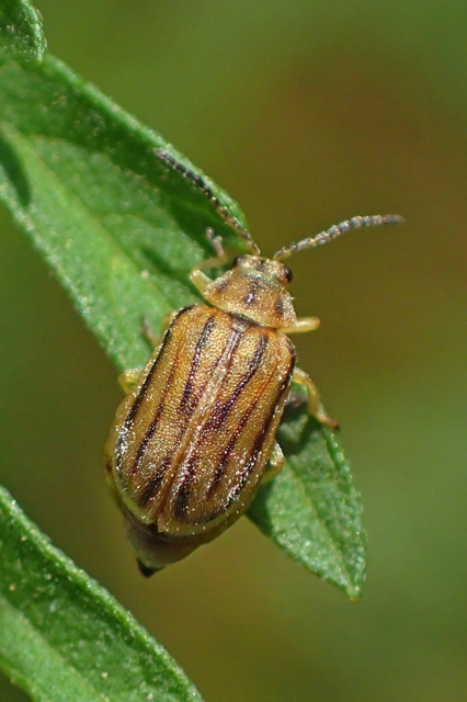 Ophraella communa - parlagfű-olajosbogár