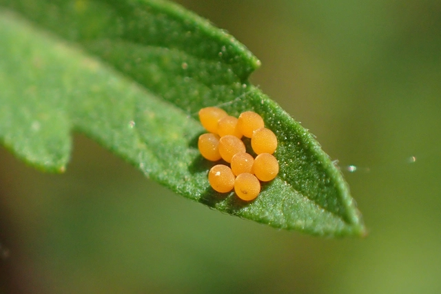 Ophraella communa - parlagfű-olajosbogár