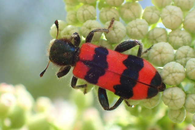 Trichodes apiarius - szalagos méhészbogár