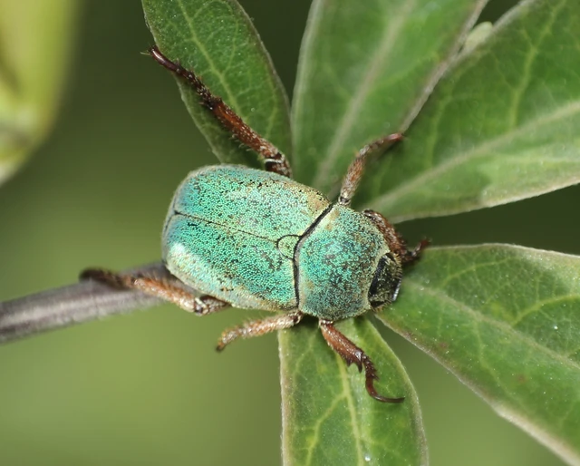 Hoplia dilutipes