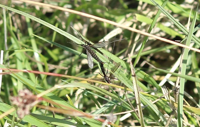 Nigrotipula nigra