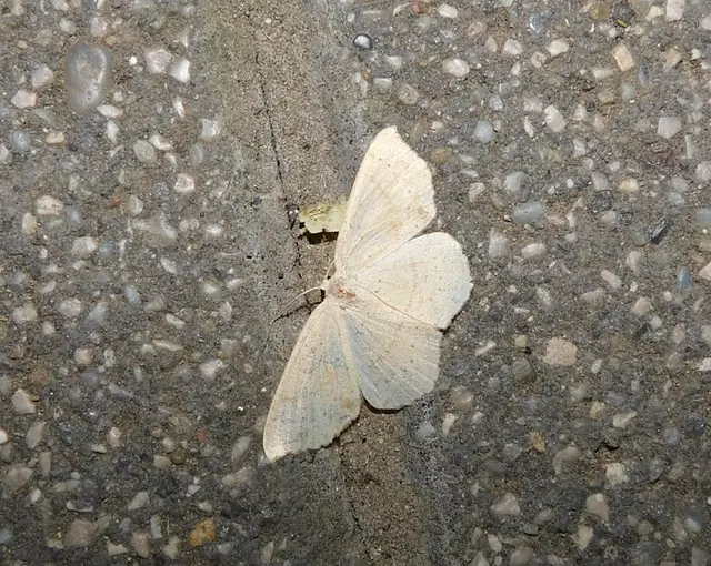 Cyclophora punctaria - sávos pettyesaraszoló