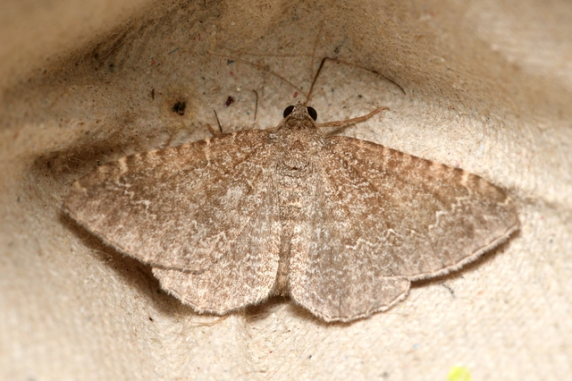 hullámos araszoló - Cataclysme riguata